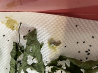 蚕を飼っていますが 毎年黄色い液体を吐いてくねくねしながら死んでしまう個 Yahoo 知恵袋