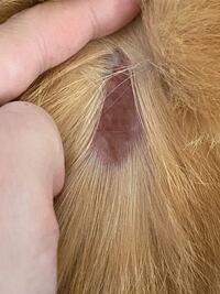 猫の背中をつつくと 背中が波打つのはどうして やりますやります Yahoo 知恵袋