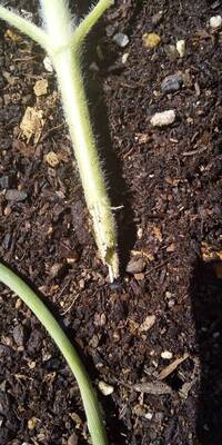 ミニひまわりの苗を植えたのですが 植えた翌々日に茎の根元からポ Yahoo 知恵袋