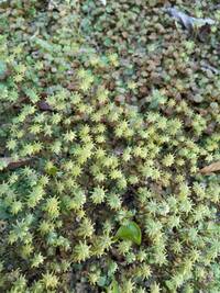 この苔の種類を教えてください ゼニゴケは雌雄異株ということです な Yahoo 知恵袋