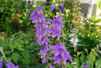 紫色のラッパ型の5弁の花を付けた植物を見付けましたが 名前がわ Yahoo 知恵袋