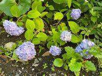 去年庭に植えたあじさいなのですが 花は咲いているのdwすが 雨 Yahoo 知恵袋