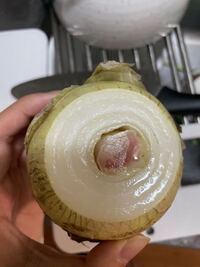 玉ねぎの芯がピンクに変色しているのですが これはくさっているのでしょうか Yahoo 知恵袋