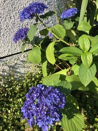 画像の紫陽花 の品種名をおしえてください 濃いめの紫色の細かい花です Yahoo 知恵袋