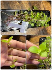 ダイソーで観葉植物を買ったのですが 何という名前の植物か教えて Yahoo 知恵袋