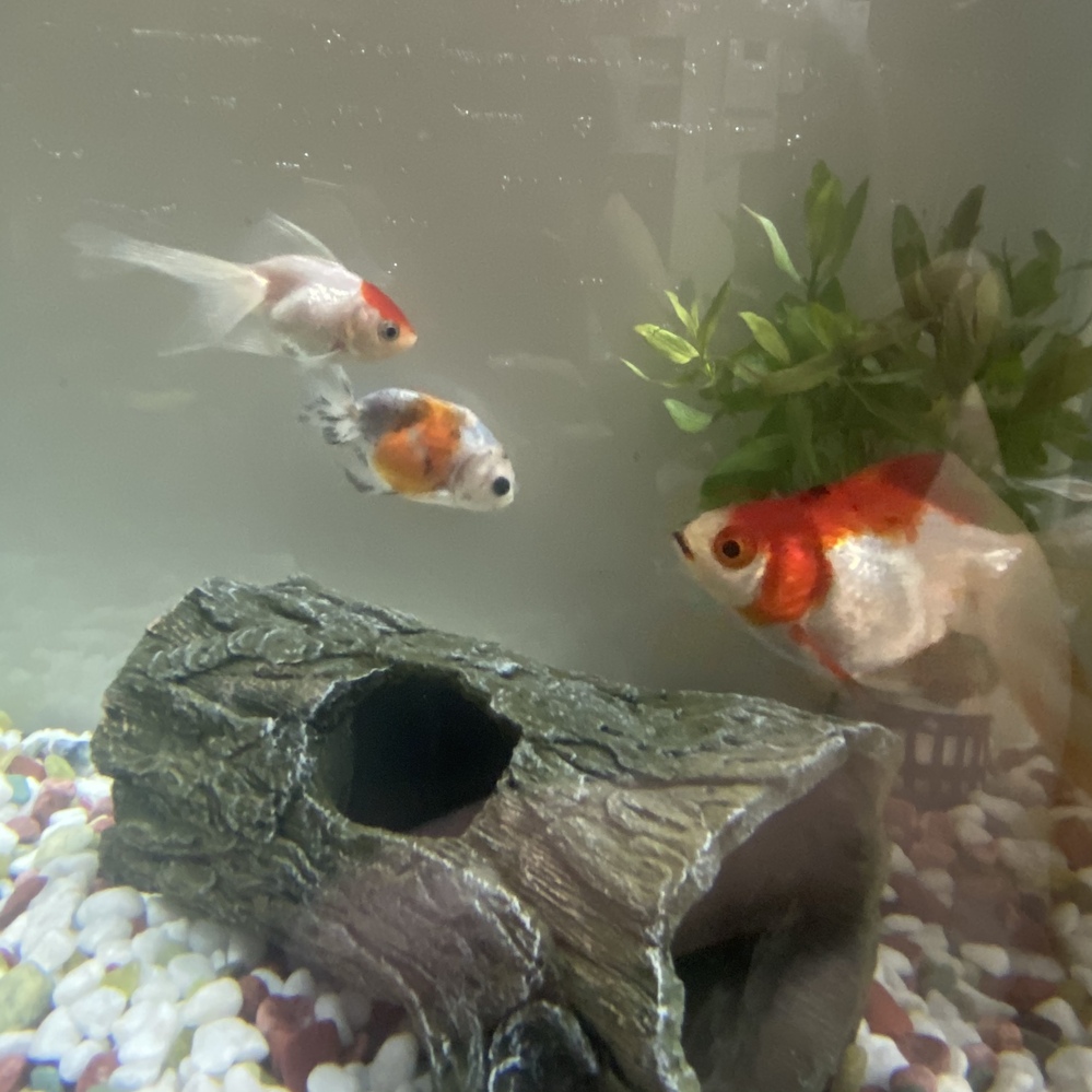 アクアリウム 回答受付中の質問 Yahoo 知恵袋