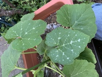 現在 メロンを育てているのですが 葉に白い模様のようなものができていまし Yahoo 知恵袋