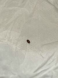 和室で携帯を触ってたら手に違和感があり この小さな虫が手の上を Yahoo 知恵袋