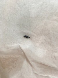 この細くて黒い小さい虫の名前は何でしょうか 家の中にいました 大きさは1 Yahoo 知恵袋
