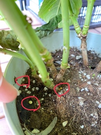 こんにちは 今朝起きたら カタツムリが卵を産んでいました Yahoo 知恵袋