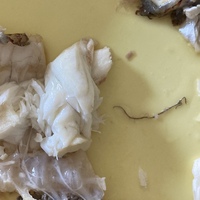 カレイの卵は食べれますか どう調理したらいいのですか 食べれるよ 普通な Yahoo 知恵袋