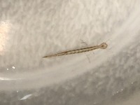 金魚の水槽に見た事ない虫を発見しました 糸トンボ とか水ミミズ Yahoo 知恵袋