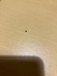 小さいてんとう虫みたいのがテーブルに行ったり来たりしてずっといます。 真っ黒でかなり小さいです。
これは害虫なのでしょうか？
てんとう虫のような赤い模様は一切ないです。
写真わかりにくくてすみません。
大きさは1、2ミリくらいだと思います。
今は眠ってるみたいで動きません。