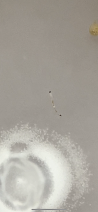 メダカの水槽に 白く細長い虫がたくさんいます プラナリアかと思ったんです Yahoo 知恵袋