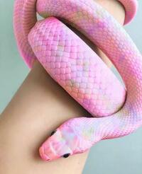 このヘビの種類を教えて頂きたいです この画像は ある外国人の人 Yahoo 知恵袋