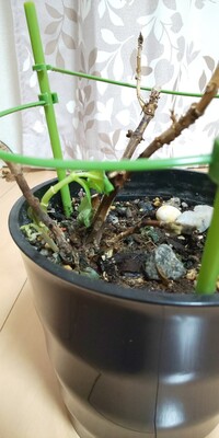 紫陽花の栽培についての質問です 昨年母の日にもらった紫陽花です Yahoo 知恵袋