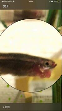 飼っているアカヒレの顎の下に出来物ができてました 何という病気で どのよ Yahoo 知恵袋