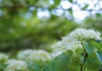 この花の名前がお分かりになる方 いらっしゃいませんか 花は 紫陽花のよう Yahoo 知恵袋