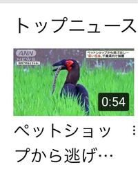 この鳥 マムシを食べるんですか 毒があるのに 大丈夫 Yahoo 知恵袋