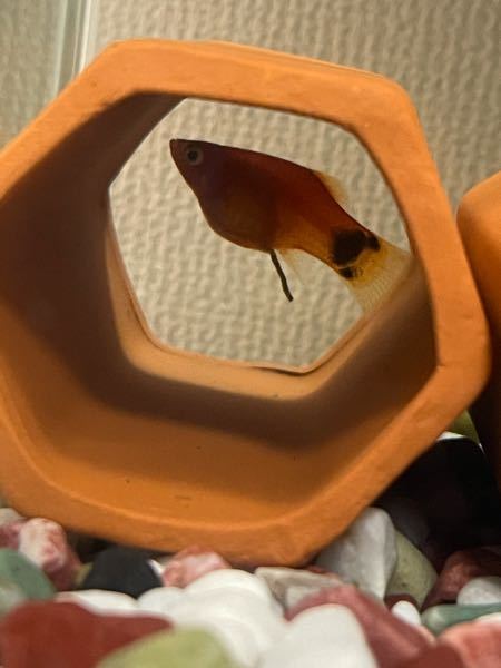 ミッキーマウスプラティの妊娠について これは妊娠でしょうか Yahoo 知恵袋