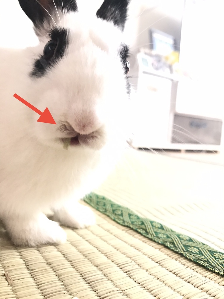 うさぎの鼻が湿っています生後1ヶ月の子うさぎを飼いはじめ 現在3ヶ月にな Yahoo 知恵袋