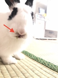 うさぎの鼻が湿っています生後1ヶ月の子うさぎを飼いはじめ 現在3ヶ月にな Yahoo 知恵袋