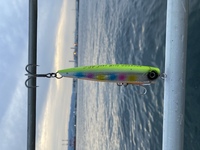 ワールドシャウラをロックフィッシュ アコウ 用に購入しようと検 Yahoo 知恵袋