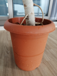 現在妊娠7ヶ月です 体重増加が止まりません 妊娠前は53 54 Yahoo 知恵袋