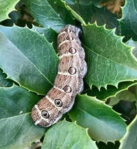 これは何の幼虫ですか セスジスズメの幼虫ですよ こんな蛾 Yahoo 知恵袋