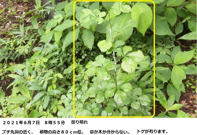 この植物の名前を教えてください。 場所 千葉県 月日 ２０２１年６月７日 高さ ８０ｃｍ位