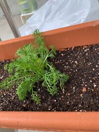 園芸初心者です ジャーマンカモミールを買って植えたのですが 調べると一年 Yahoo 知恵袋