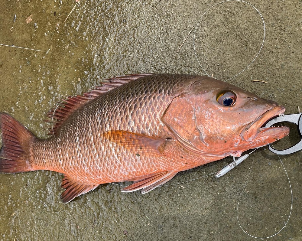 今日この魚を釣ったのですが魚な名前がわかりませんわかる方この魚の名前を教 Yahoo 知恵袋