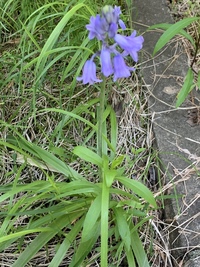 この花の名前が知りたいです イングリッシュ ブルーベルではないでし Yahoo 知恵袋