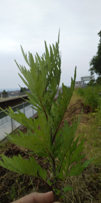 この植物の名前は茎が紫色なんですがヨモギで合ってる でしょうか Yahoo 知恵袋