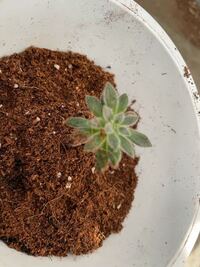 葉が白いフサフサしたこの多肉植物は何ていう名前ですか ハムシーとか Yahoo 知恵袋