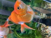 琉金のオスメスを1匹ずつ飼いたいと思っているにですが 見分け方ってあるんで Yahoo 知恵袋