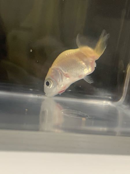 姫サザエの飼育温度について質問させて頂きます 現在 カクレクマ Yahoo 知恵袋