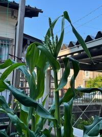 急ぎで 家庭菜園について詳しい方に 質問です 先日 プランター Yahoo 知恵袋