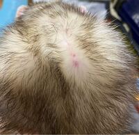 フェレットを動物病院に連れて行き耳ダニの死骸がいたので洗浄をしてもらった Yahoo 知恵袋