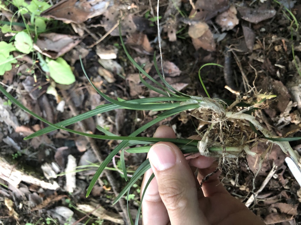 庭にニラのようなものが生えていたので採ってみました ニラや野蒜であればい Yahoo 知恵袋
