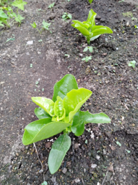 つるむらさきを栽培しています 東北地方に住んでいて 苗の植え付けは5月2 Yahoo 知恵袋