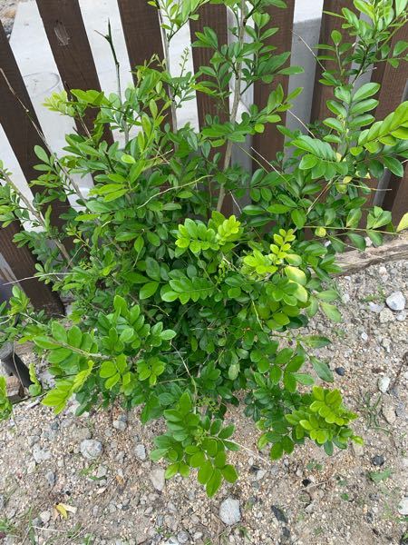 こんにちは質問をお願いします 牡丹の木を鉢植えで育てている Yahoo 知恵袋