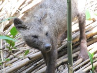 庭に来たのですがこの動物は何でしょうか ヒゼンダニによっ Yahoo 知恵袋