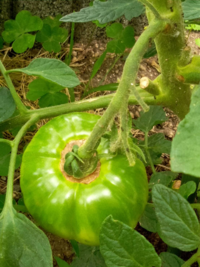 家庭菜園でトマトを栽培しているのですが この画像のように トマ Yahoo 知恵袋