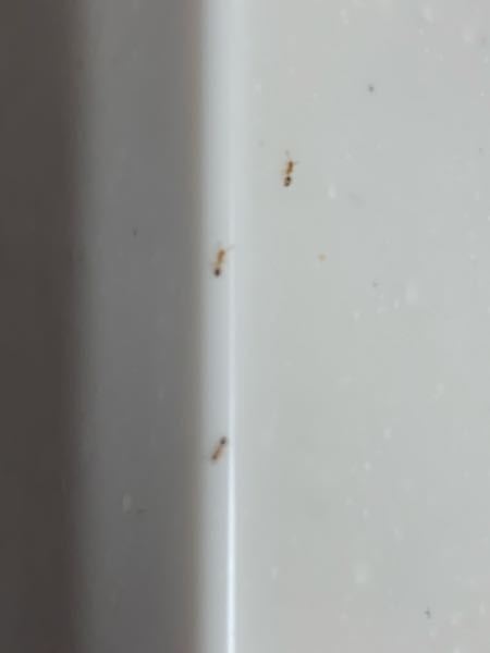 キッチンにこのような1mm程度の小さなアリのような虫が出てきて Yahoo 知恵袋
