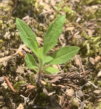 庭に生えてる雑草なのですが 駆除するために草の名前が知りたいで Yahoo 知恵袋