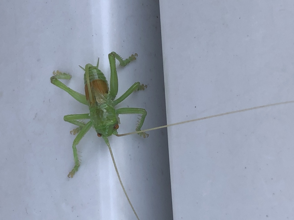 この虫はなんですか すいっちょんに似てますが コロギスの Yahoo 知恵袋