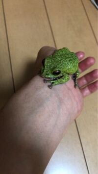 カエルの鳴き声ってどれくらいの大きさですか 鳴かないカエル 雌 Yahoo 知恵袋