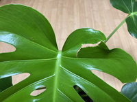 モンステラの葉が割れません 割れる気配すらしません 小さくても Yahoo 知恵袋