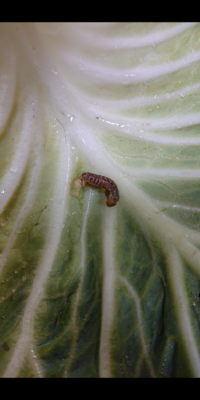 Youtubeに猫動画を上げている あつしchannel についていろいろ Yahoo 知恵袋